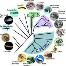 現(xiàn)代生物進(jìn)化理論_360百科